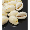 Gros cauri percés (20pcs)