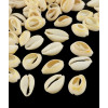 Gros cauri coupés (20pcs)