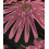 Jacquard Lurex - Fleurs rose