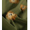 Tissu jacquard bio "Leaf" - Mind The Maker