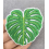 Ecusson feuille monstera