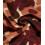 Sherpa Fleece fleurs